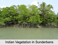 Indian Vegetation